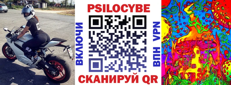 где можно купить   Шенкурск  Псилоцибиновые грибы Cubensis 